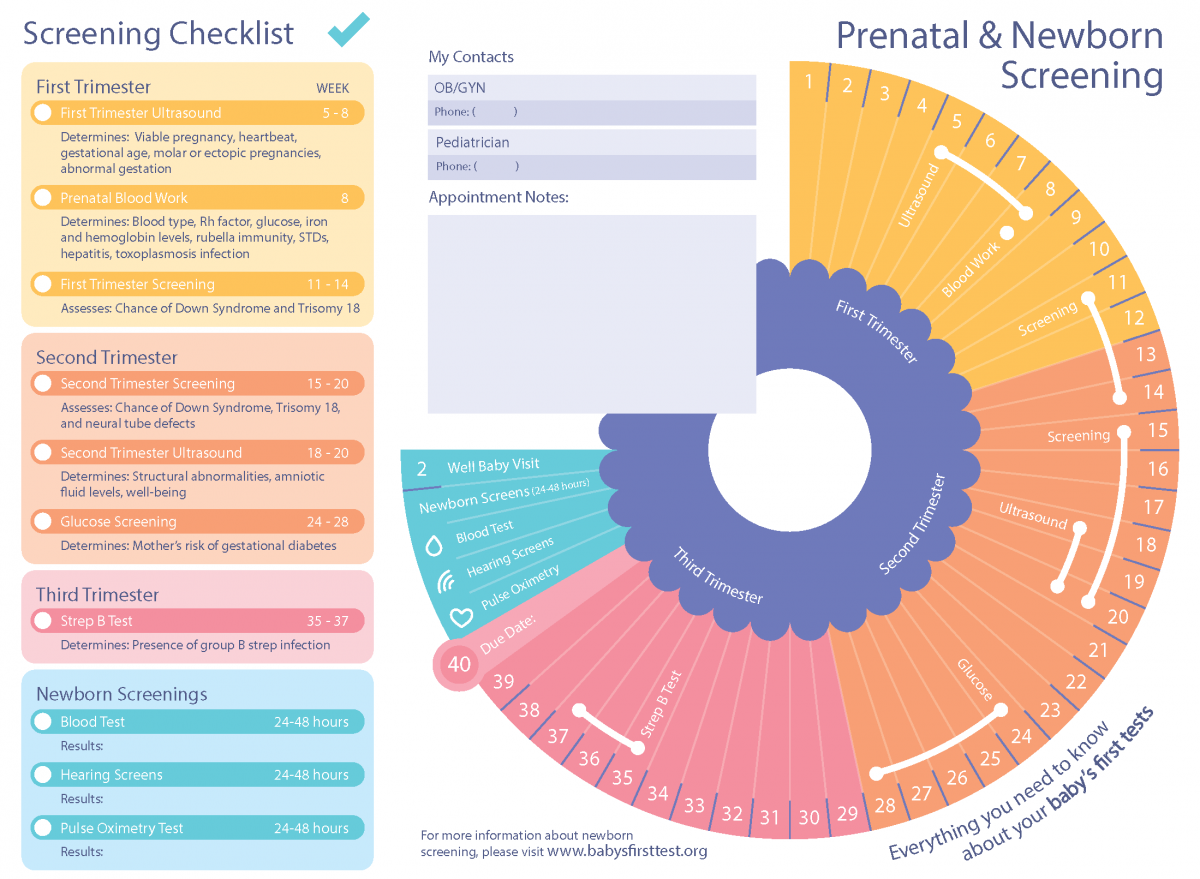 Pregnancy Test Timeline Pregnancy Test